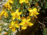 Hypericum sechmenii flowers