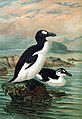 Winter (swimming) and summer plumage of the great auk, in a painting by John Gerrard Keulemans