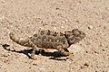 Image 34Namaqua chameleon