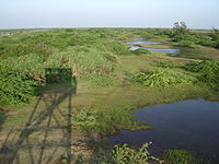 view of green swamps from an elevated point