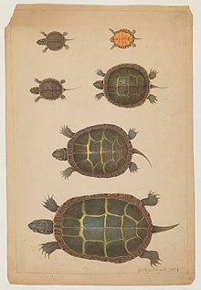 Watercolor of six turtles. The turtles increase in size from top to bottom.