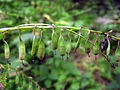 Seed pods of Corydalis pauciovulata