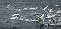 Mute swans take off