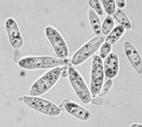 Rosette-like cell clusters formed by Meredithblackwellia eburnea