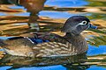 female wood duck swimming