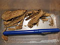 Pieces of root bark of Tabernanthe iboga of the type which Griffon du Bellay collected in Cap López while amassing his ethnobotanical collection.
