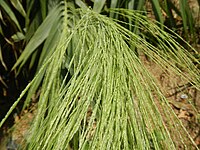 Tiger grass, used for making soft brooms
