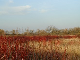 Early spring in the marsh