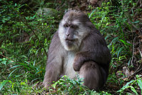Male Tibetan macaque.