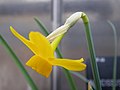 Flower of Narcissus cuatrecasasii