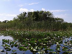 Florida Everglades Fort Lauderdale, FL area