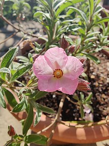 Single pink flower of the Cistus skanbergii