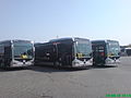 Mercedes-Benz Capacity buses used on the Metrobus.