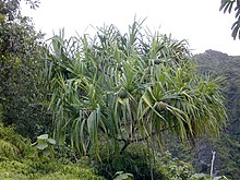 A lush, green tropical tree with long, spiky leaves and clusters of round, green fruits.