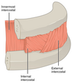 A cutout of the thoracic wall showing the three layers of intercostal muscle - from the left wall.