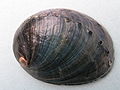 A shell of Haliotis cracherodii