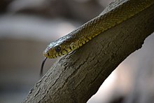 Indian rat snake on a branch