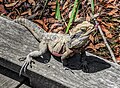 Eastern water dragon (Intellagama lesueurii lesueurii) at Lane Cove National Park
