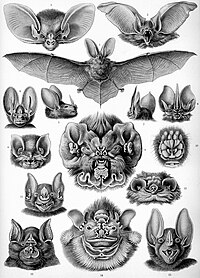 image_alt=The image is an engraving, depicting fifteen types of bats