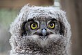A juvenile spotted eagle-owl will develop its ear-tufts at about six months old