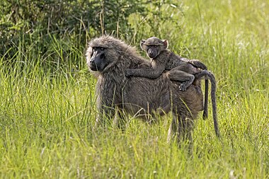 Olive baboon with juvenile