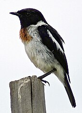 Photo of a small sparrow-sized bird with a white belly, black head and back, and a spot of orange-brown on its breast perched on an upward jutting of rock