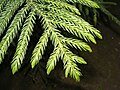Image 30Araucariaceae: awl-like leaves of Cook pine (Araucaria columnaris) (from Conifer)