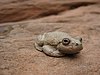 A dull brown frog sits on a rock surface