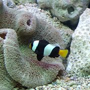 Melanistic variation of A. sebae (Sebae anemonefish)
