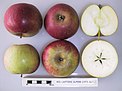 Cross section of a Red Laxton's Superb apple.
