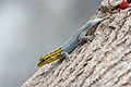 Image 52Dwarf yellow-headed gecko
