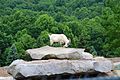 A goat at Mystic Rock (probably from the Nemacolin Woodlands Resort zoo)