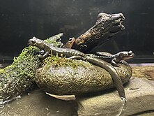 Three Ezo salamanders sitting on rocks and branches above the water within an aquarium