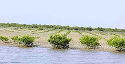 Mangrove plantation near Shahbandar