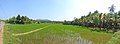 A view of paddy field from Thrissur district