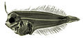 Image 10 Mediterranean scaldfish larva More selected pictures