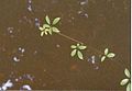 Cissus hypoglauca growing over a creek at Murramarang National Park, Australia