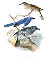 Below, with brown-breasted flycatcher and black-naped monarch