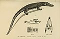 Nile crocodile from "Naturgeschichte und Abbildungen Der Reptilien"