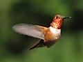 A hovering Rufous Hummingbird on Saltspring Island