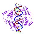 Different rendering of HNF1a bound to DNA