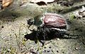 Little Bear Beetle