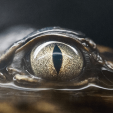 Cover art for "Glimpse of Us": an eye of a reptile