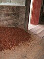 Cocoa under fermentation process