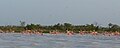 Flamingoes at the lagoon